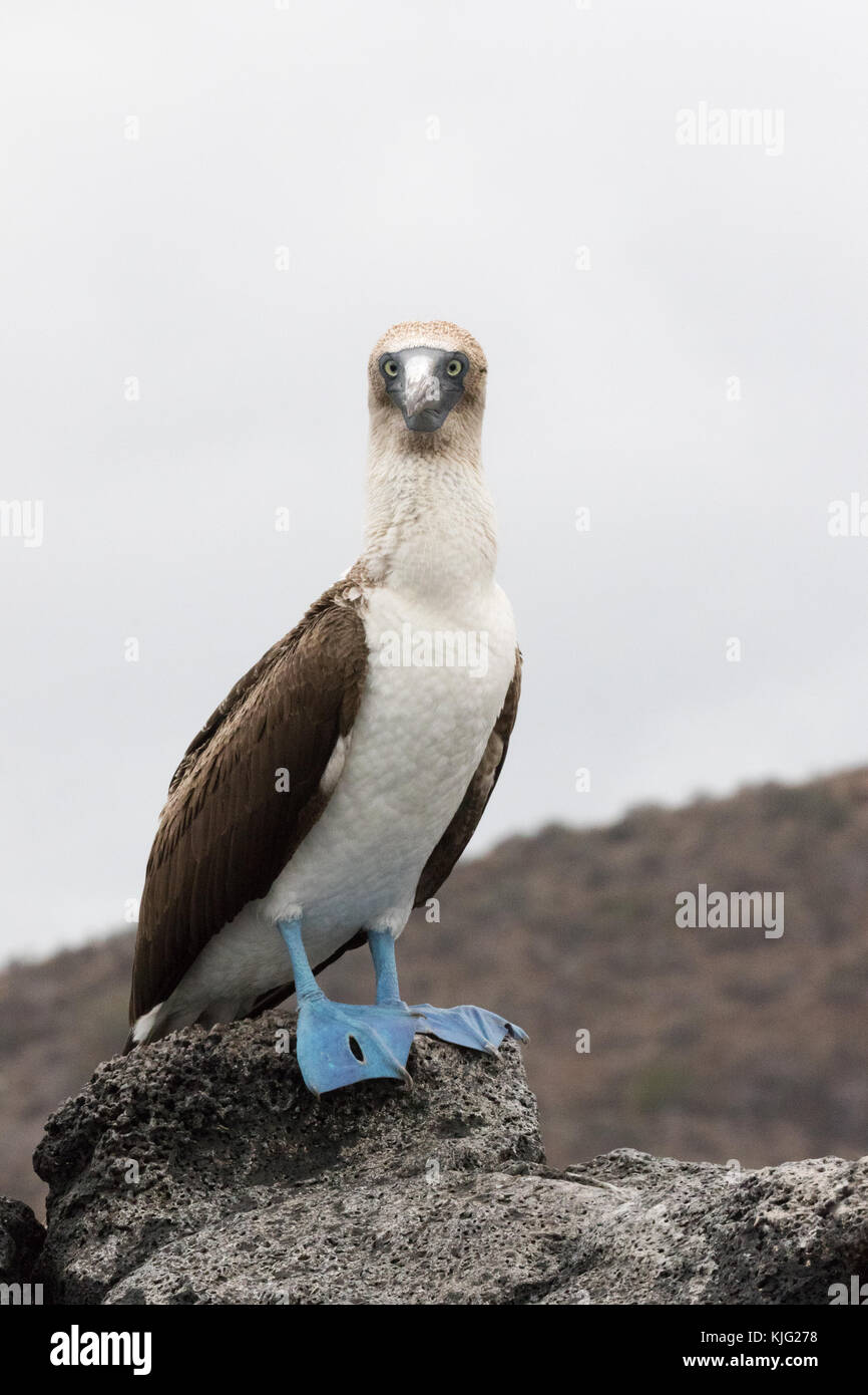 Blaufüßiger Booby, ( Sula nebouxii ), erwachsenes Männchen, das geradeaus blickt, Floreana Island, Galapagos-Inseln Stockfoto