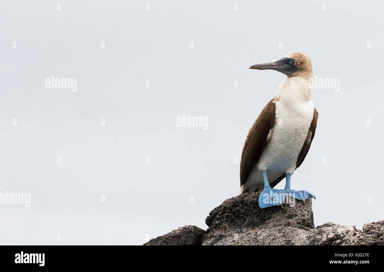 Blue Footed Booby, (Sula nebouxii), erwachsenen Mann auf der Suche nach Links, Insel Floreana, Galapagos Inseln Stockfoto