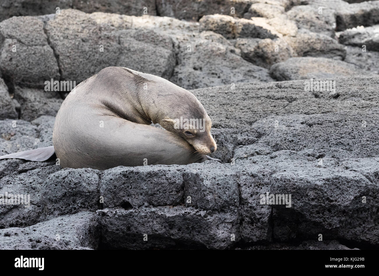 Junge Galapagos sea lion pup (Zalophus wollebaeki), Insel Floreana, Galapagos, Ecuador, Südamerika Stockfoto