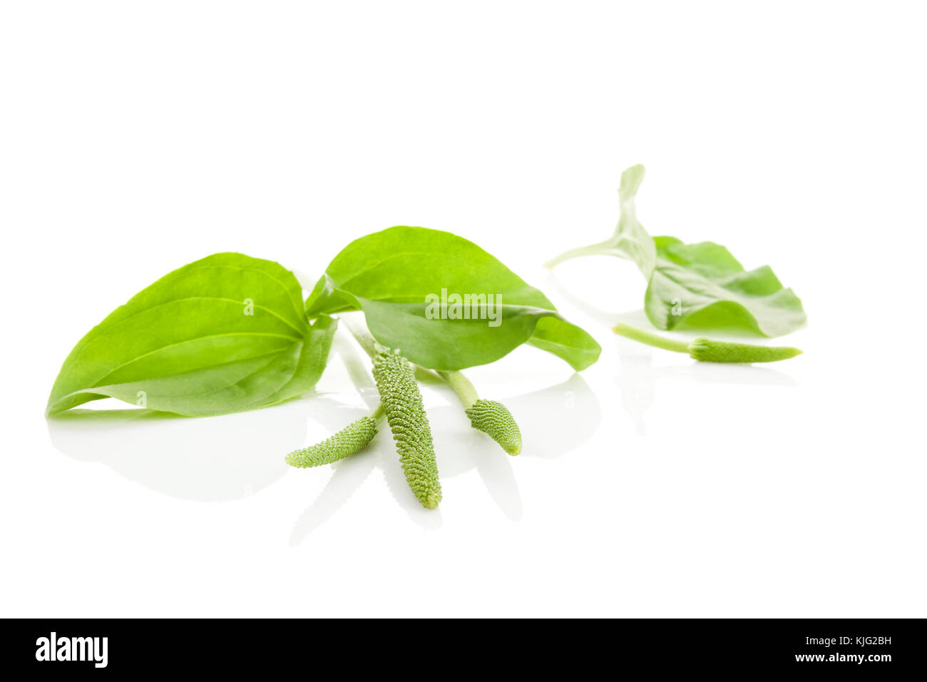 Plantago major (Breitblättriger Wegerich, des weißen Mannes Fuß, oder grössere Wegerich auf weißem Hintergrund. Heilung Kraut. Stockfoto