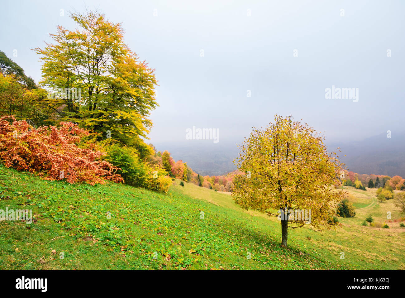 Malerischer Herbst Landschaft in den Bergen mit Wiese und bunten Bäume auf Vorder- und Nebel über dem Tal. Karpaten, Ukraine. Stockfoto