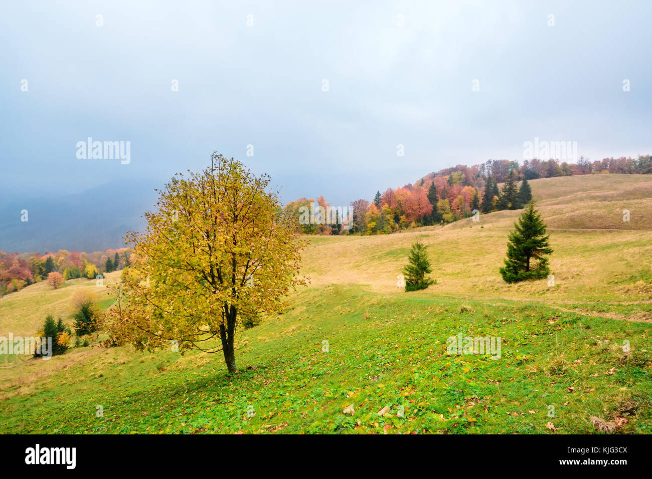 Malerischer Herbst Landschaft in den Bergen mit Wiese und bunten Bäume auf Vorder- und Nebel über dem Tal. Karpaten, Ukraine. Stockfoto