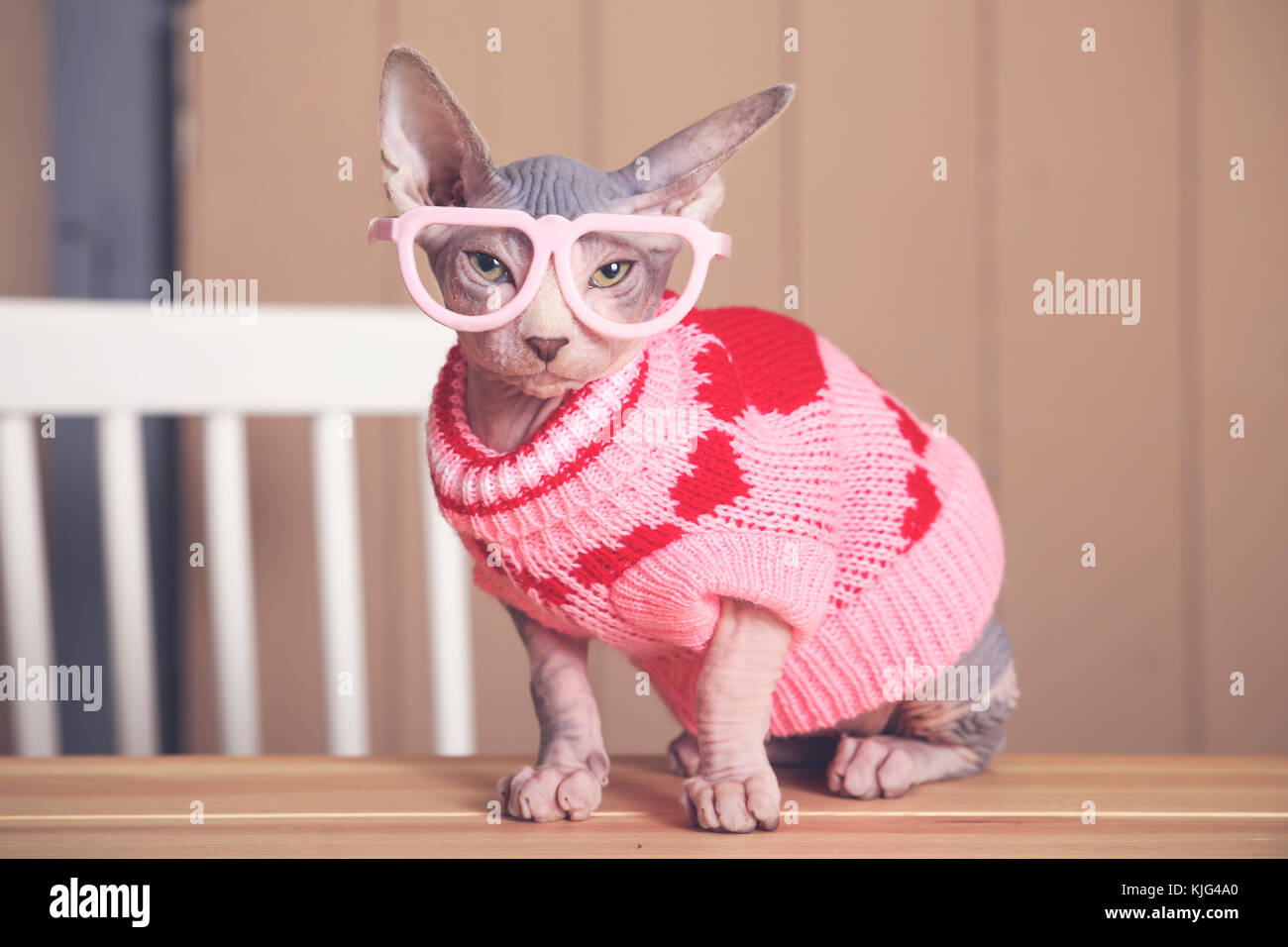 Portrait von Sphynx Katze am Tisch tragen rosa Pullover und lustige Brille Stockfoto