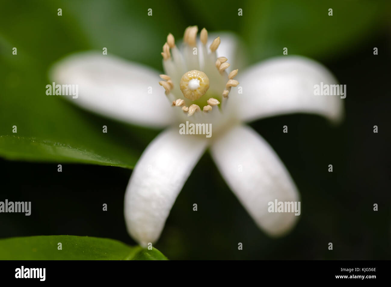 Weiß Orange Blossom unter verlässt. extreme Nahaufnahme Makro mit Blick auf die Blume Anatomie sehr geringe Tiefenschärfe weiß Nahaufnahme Blüten Blumen Stockfoto