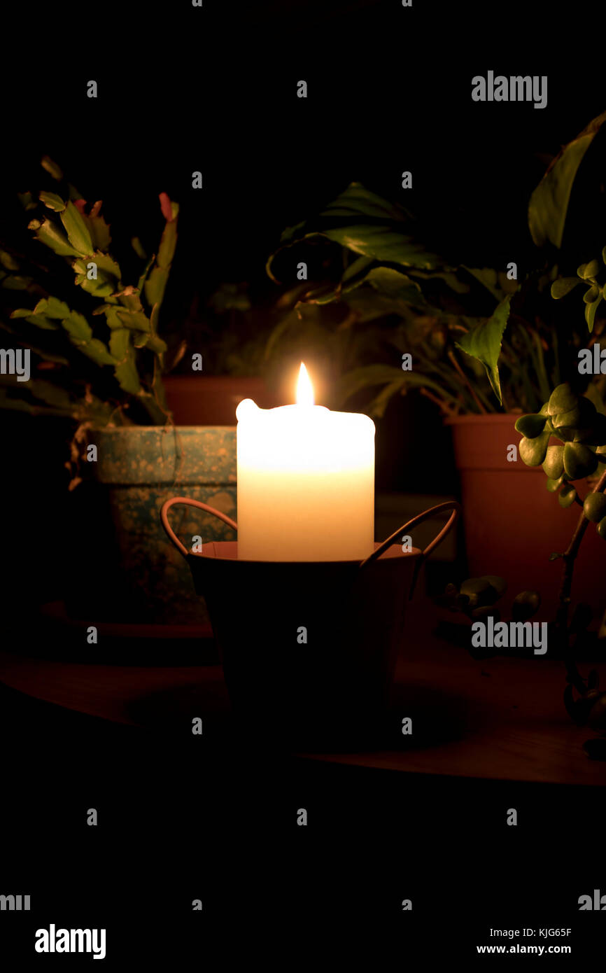 Low-Key-Szene mit einigen Pflanzen, die durch eine weiße Kerze aufgehellt werden. Stockfoto
