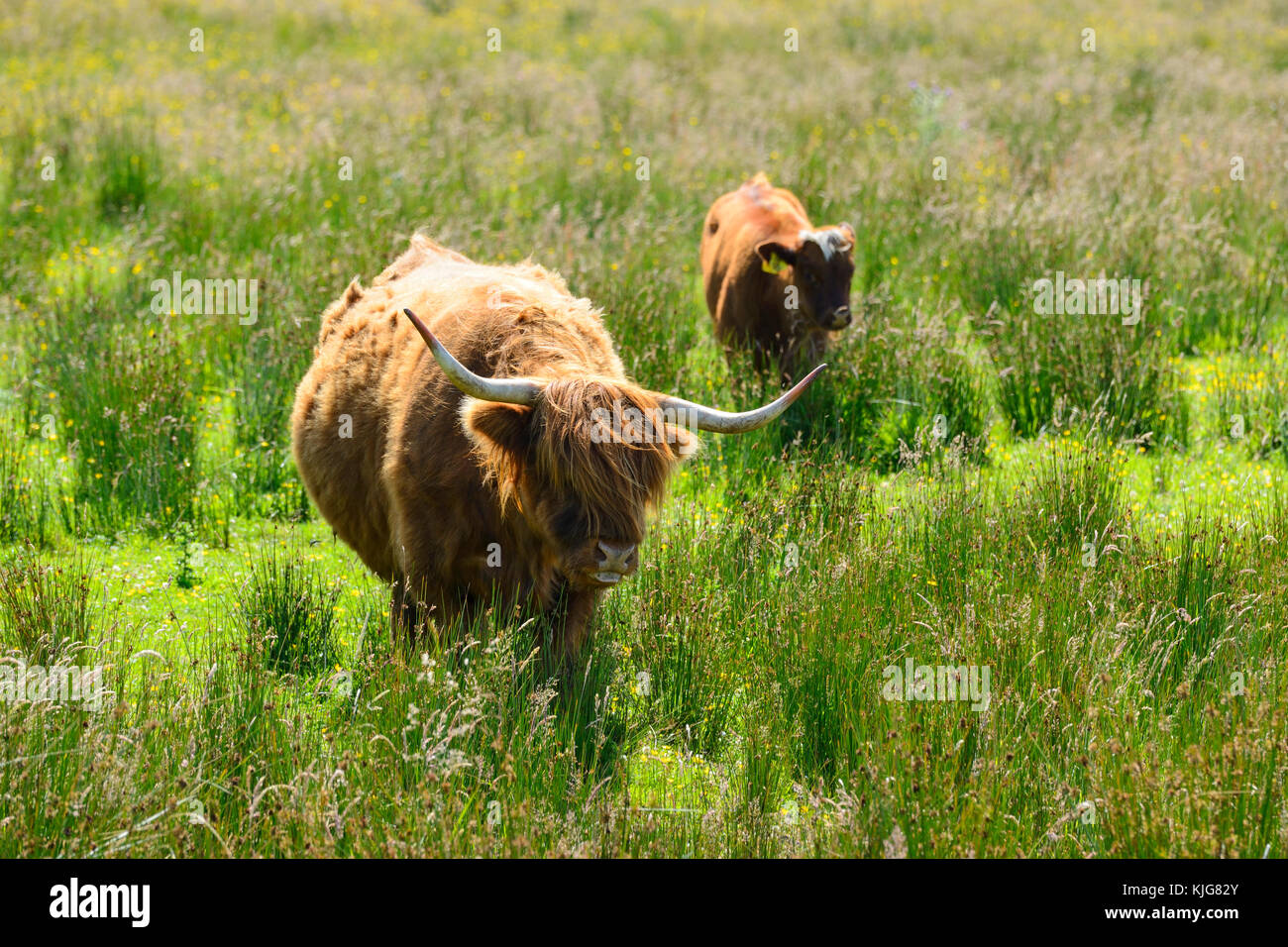 Highland Kuh mit Kalb nähern Water's Edge bei Van Farm RSPB Nature Reserve am Loch Leven, Perth und Kinross, Schottland Stockfoto