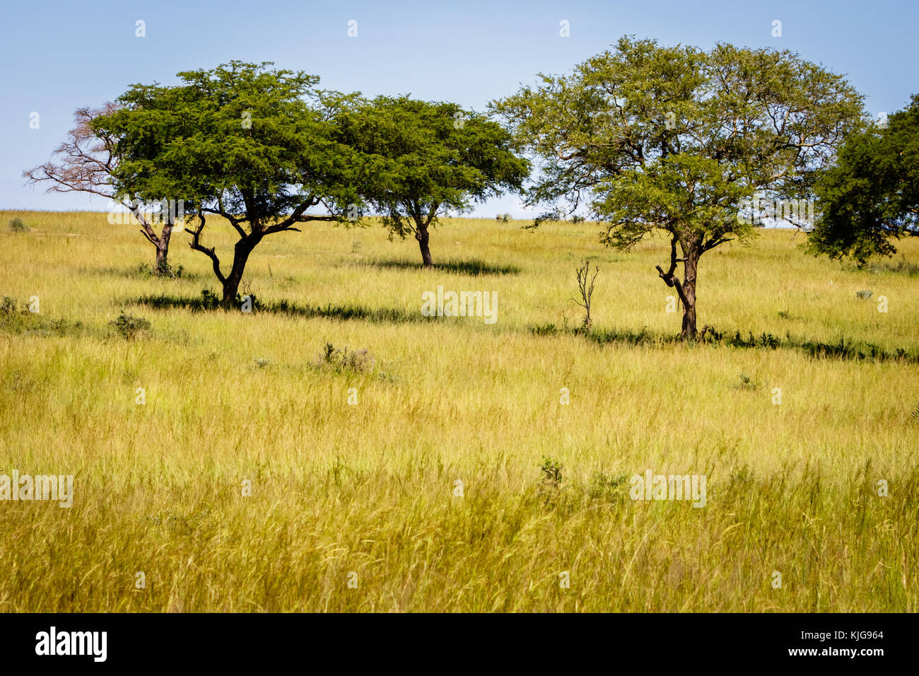 Die schöne, weite Landschaft mit Akazien in der Murchison Falls National Park Savannen in Uganda. Schade, dieses Hotel, Lake Albert, ist gefährdet Stockfoto