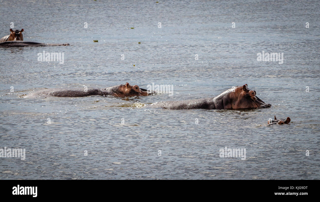 Eine Gruppe von Hippo zu Fuß durch den Nil in Murchison Falls National Park in Uganda. Schade, dieses Hotel, Lake Albert, ist gefährdet durch Öl bohren Stockfoto
