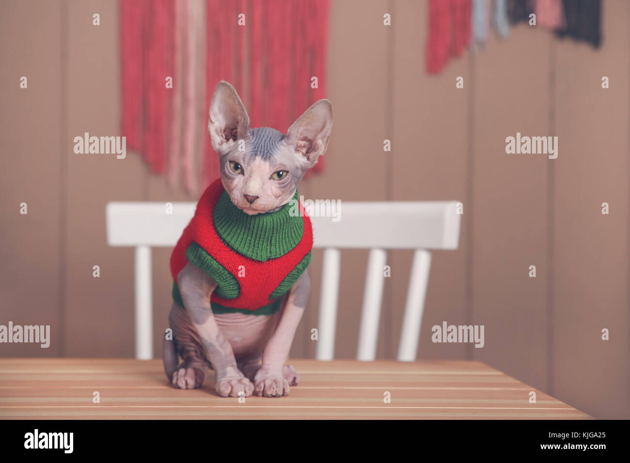 Portrait von Sphynx Katze am Tisch tragen Pullover Stockfoto