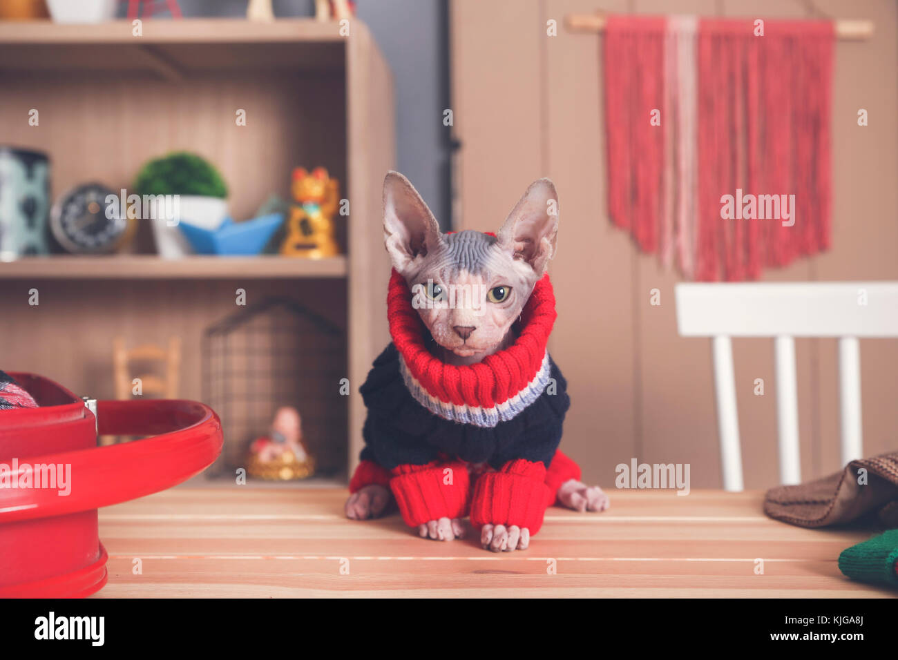 Portrait von Sphynx Katze am Tisch tragen Pullover Stockfoto
