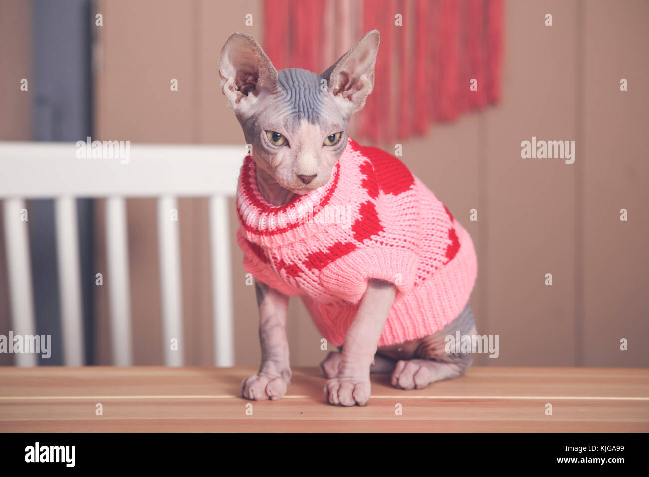 Portrait von Sphynx Katze am Tisch tragen rosa Pullover Stockfoto