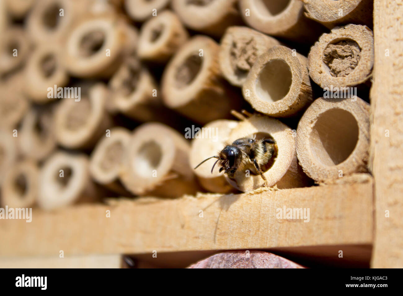 Red mason Bee an Insekt Hotel Stockfoto