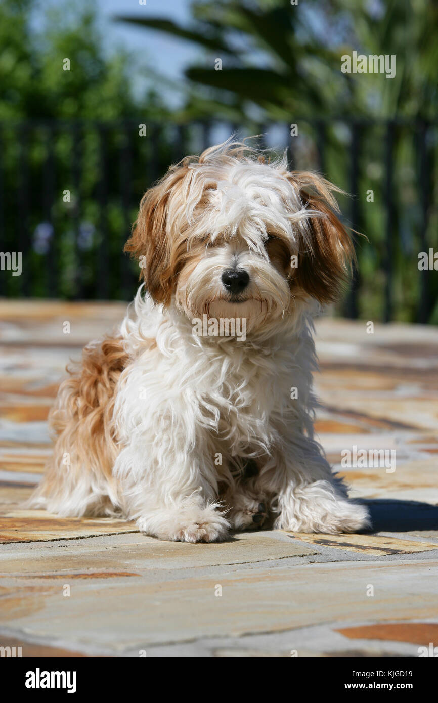 Maltipoo Malteser Terrier x Pudel sitzen Stockfotografie Alamy Pudel Terrier Stockfotos und bilder Kaufen Alamy