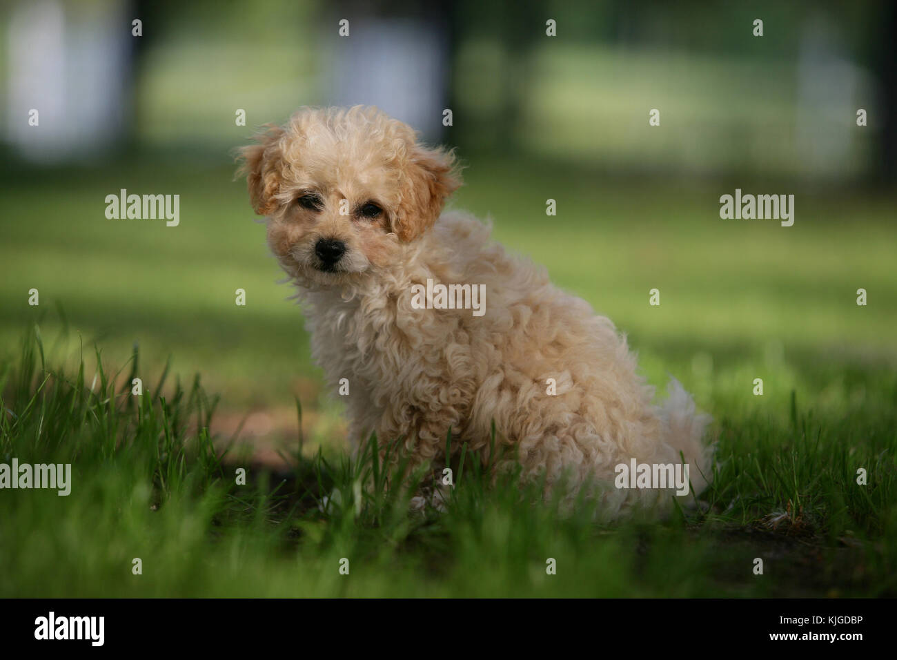 Maltesisch Pudel Stockfotos und bilder Kaufen Alamy Pudel Terrier Stockfotos und bilder Kaufen Alamy