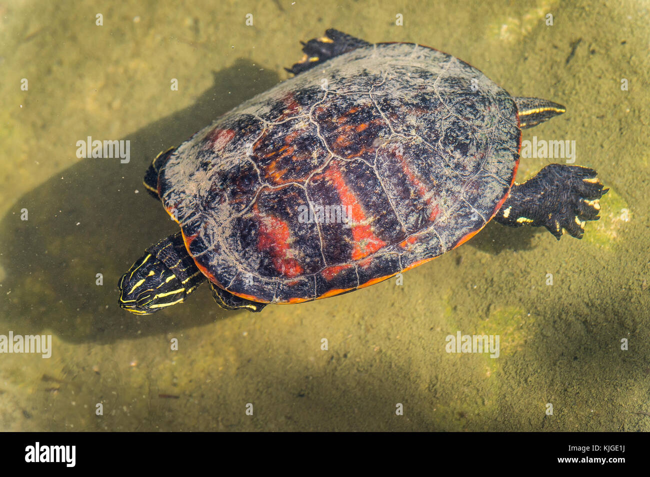 Pseudemys Nelsoni, Florida Redbelly Turtle Etats-Unis Carnoules Var Frankreich Stockfoto