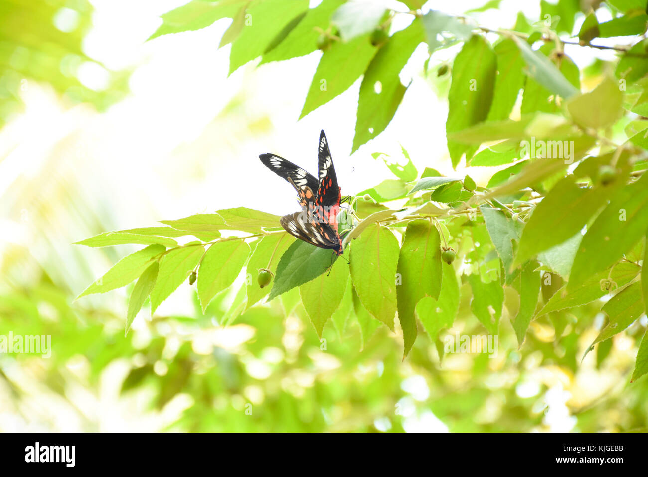 Weißt du, wann ein Schmetterling aus dem Kokon kommt? Und weißt du, wann sich eine Seele verliebt? Es ist ein Moment. Mit nur Wörtern kann man es nie definieren. Stockfoto