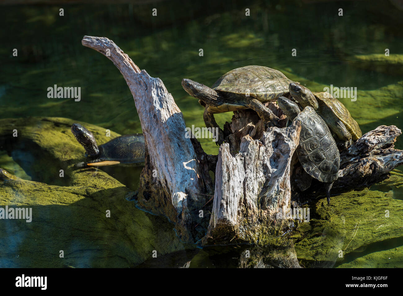 Mauremys leprosa (Europa) et Mauremys leprosa Saharica du Maroc Carnoules Var Frankreich Stockfoto