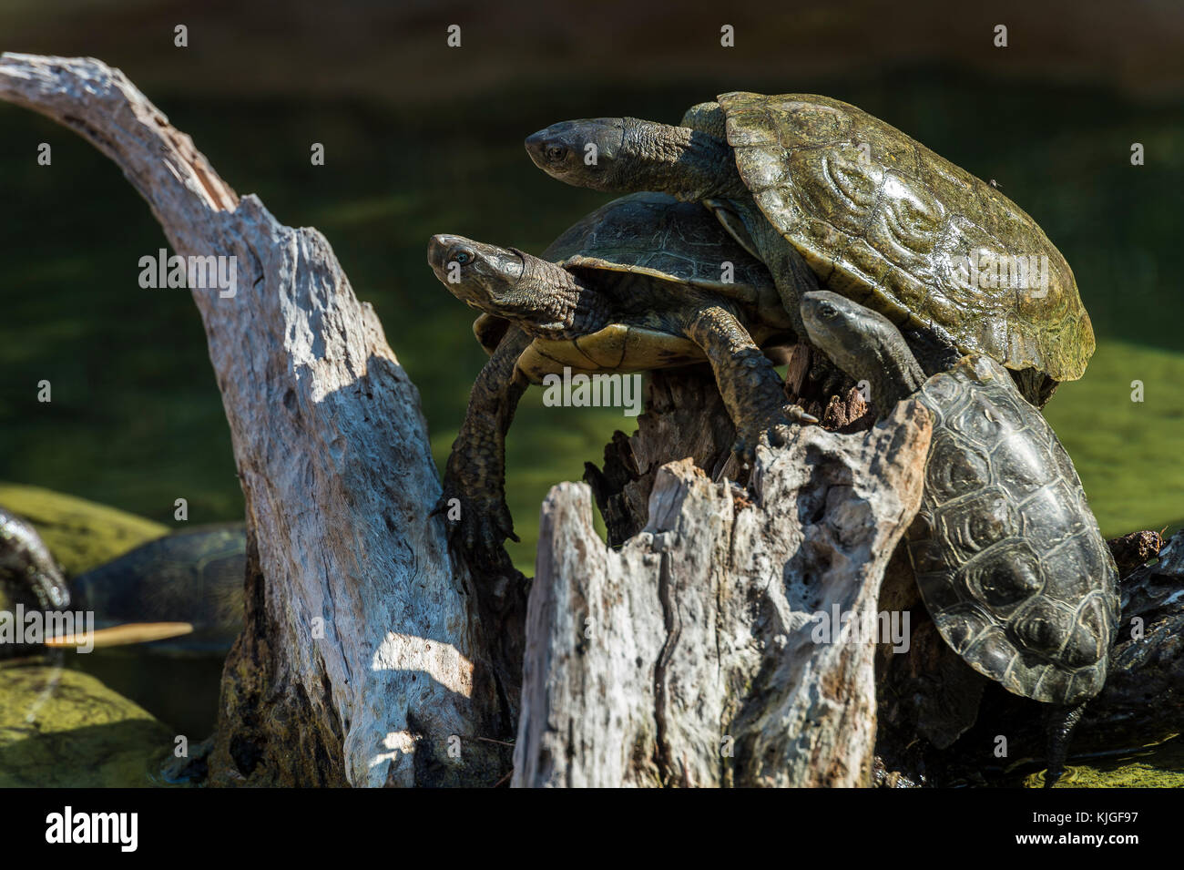 Mauremys leprosa (Europa) et Mauremys leprosa Saharica du Maroc Carnoules Var Frankreich Stockfoto