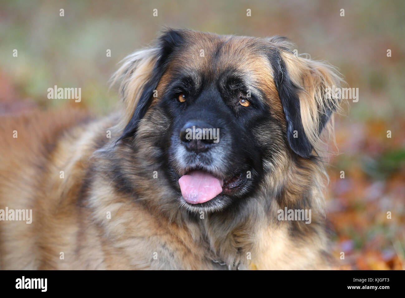 Leonberger Hund Landschaft Kopf und Schultern schauen wachsam keuchend Stockfoto