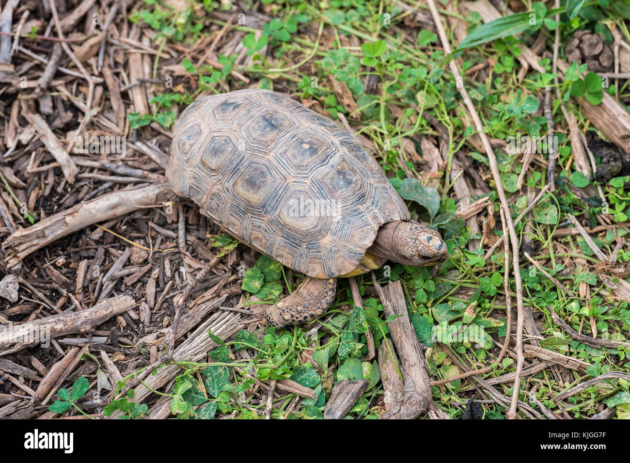 Tortue Terrestre kinixys de Bell, Carnoules Var Frankreich Stockfoto