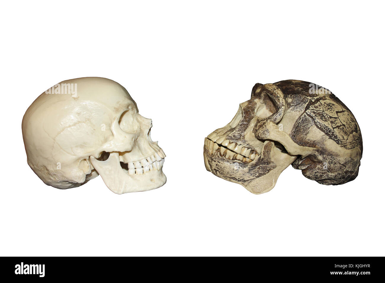 Moderne Mensch vs Zhoukoudian (choukoutien) Homo erectus Schädel Stockfoto