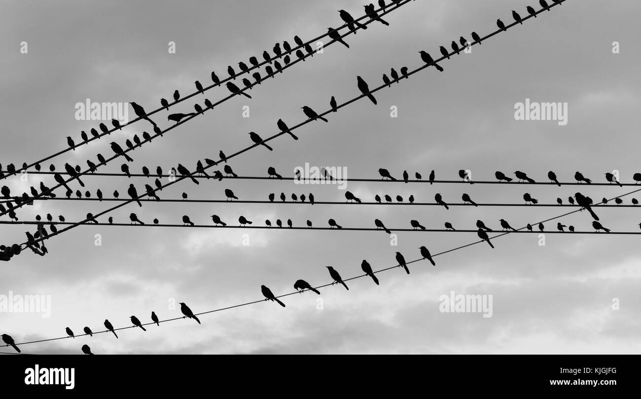 Vögel kommen togher auf einen Draht in der Nähe von Sunset Downtown Stockfoto