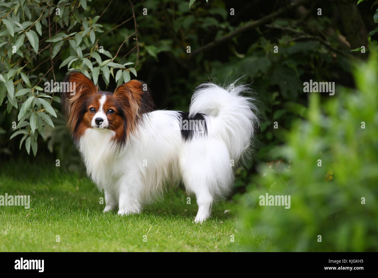 Schmetterlingshund Stockfotos und -bilder Kaufen - Alamy