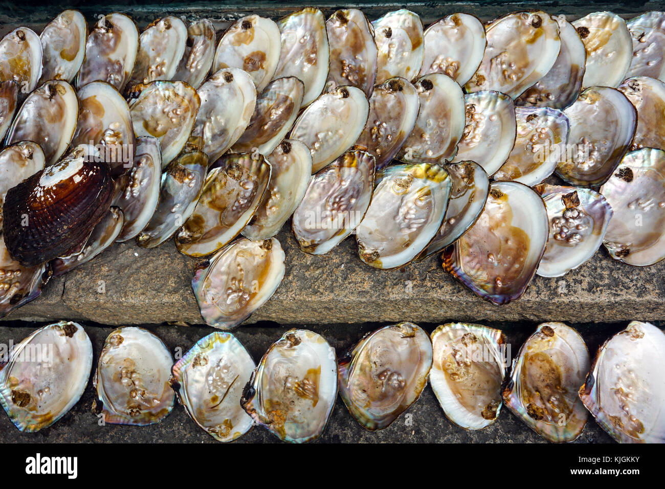 Perlen in einer venusmuschel Stockfotografie - Alamy