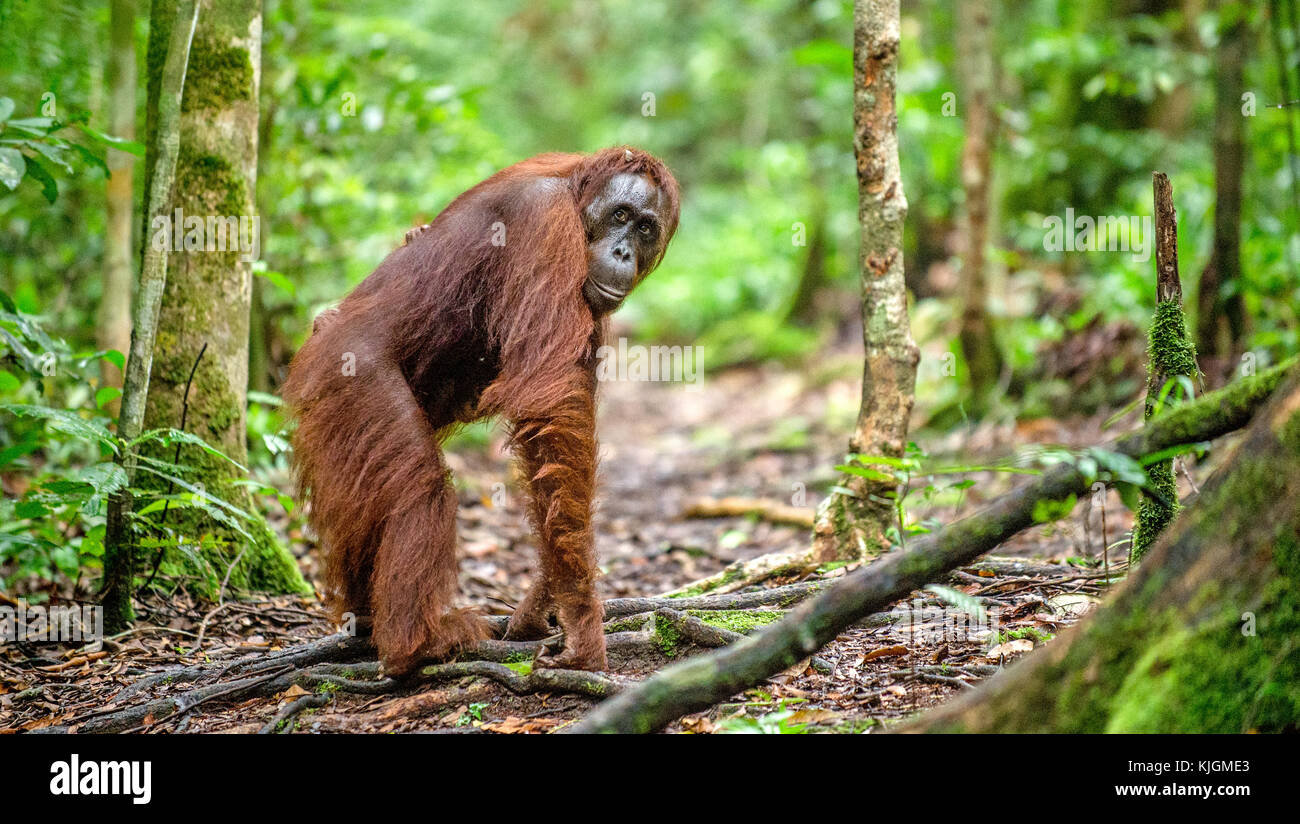 Bornesischen Orang-utan in der wilden Natur. zentrale Bornesischen Orang-utan (Pongo pygmaeus wurmbii) im natürlichen Lebensraum. tropischen Regenwald von Borneo. indonesi Stockfoto