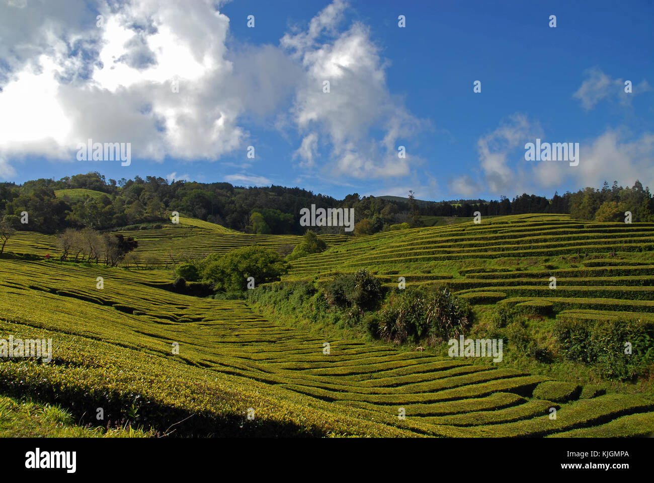 Tee Plantage (chá gorreana) unter blauem Himmel in Sao Miguel, Azoren, Portugal Stockfoto