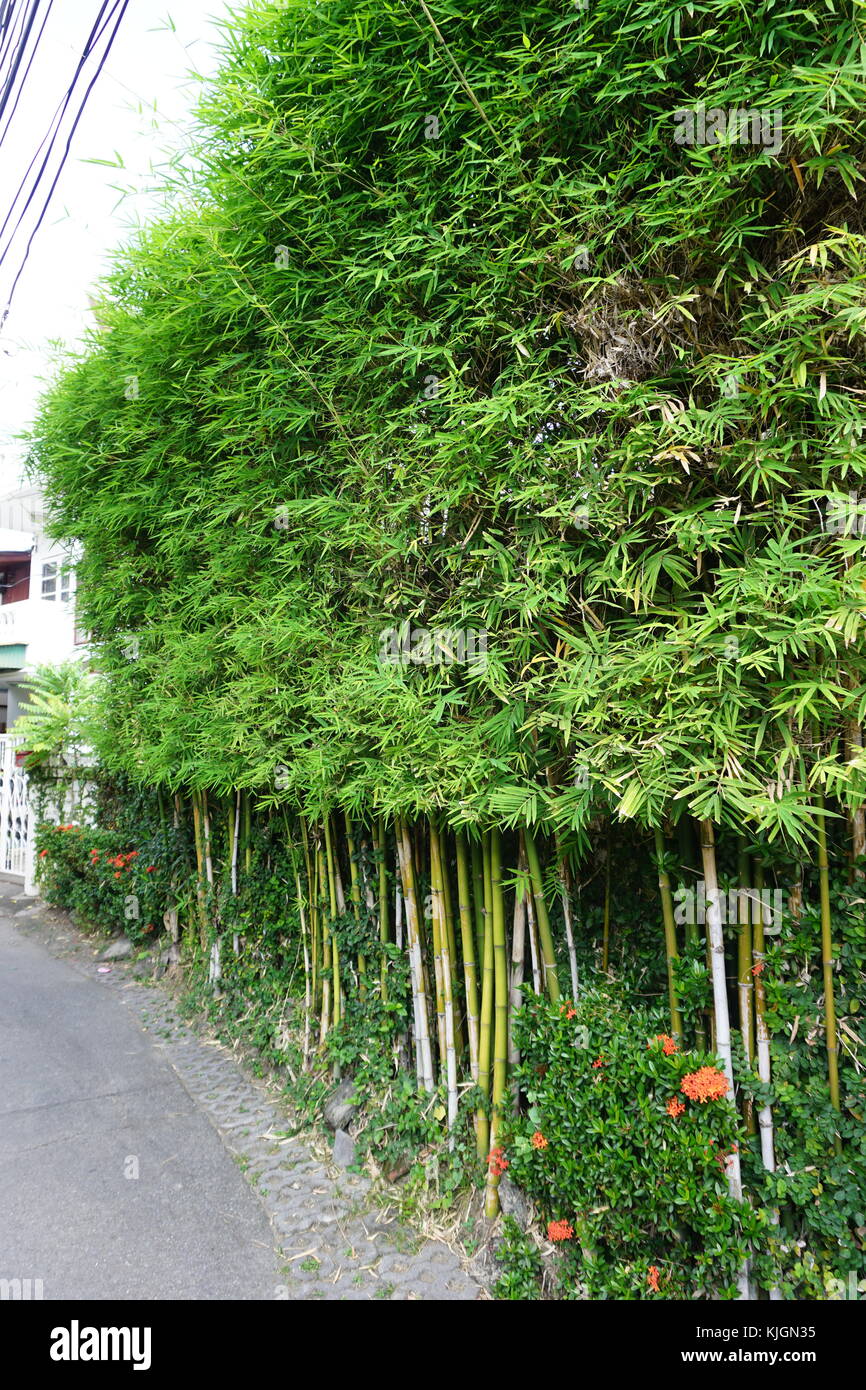 Bambus Pflanzen in Chiang Mai Thailand Stockfotografie - Alamy