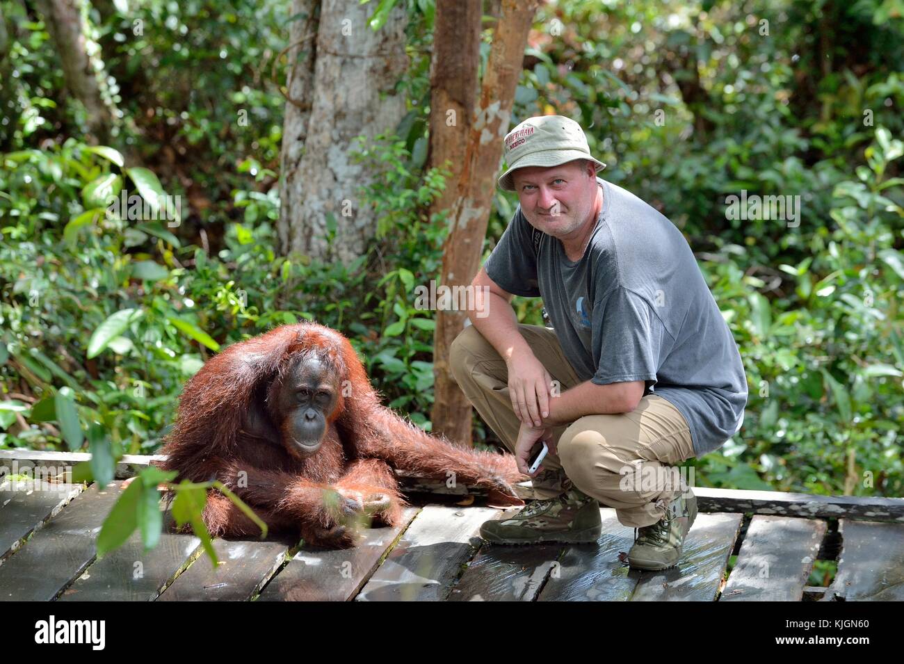 Mann mit Orang-utan. tropischen Regenwald von Borneo, Indonesien Stockfoto