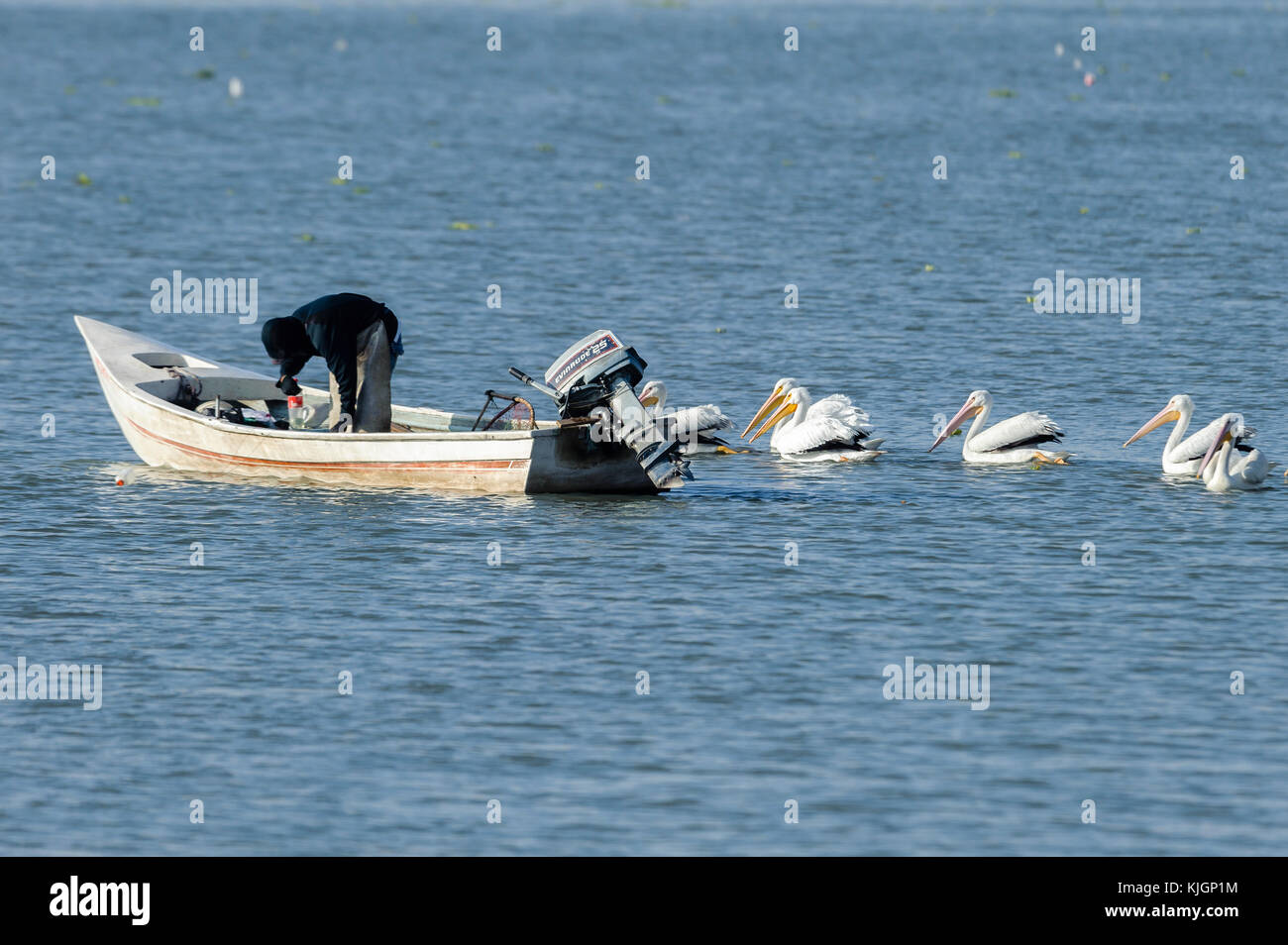 Amerikanische weiße Pelikane (Pelecanus erythrorhynchos) schwimmen neben Fischerboot Chapala See, Jalisco, Mexiko Stockfoto