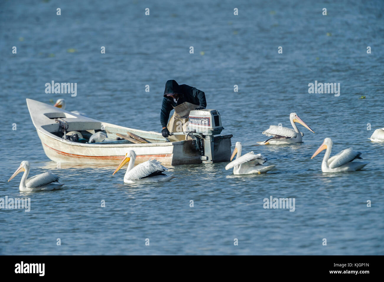 Amerikanische weiße Pelikane (Pelecanus erythrorhynchos) schwimmen neben Fischerboot Chapala See, Jalisco, Mexiko Stockfoto