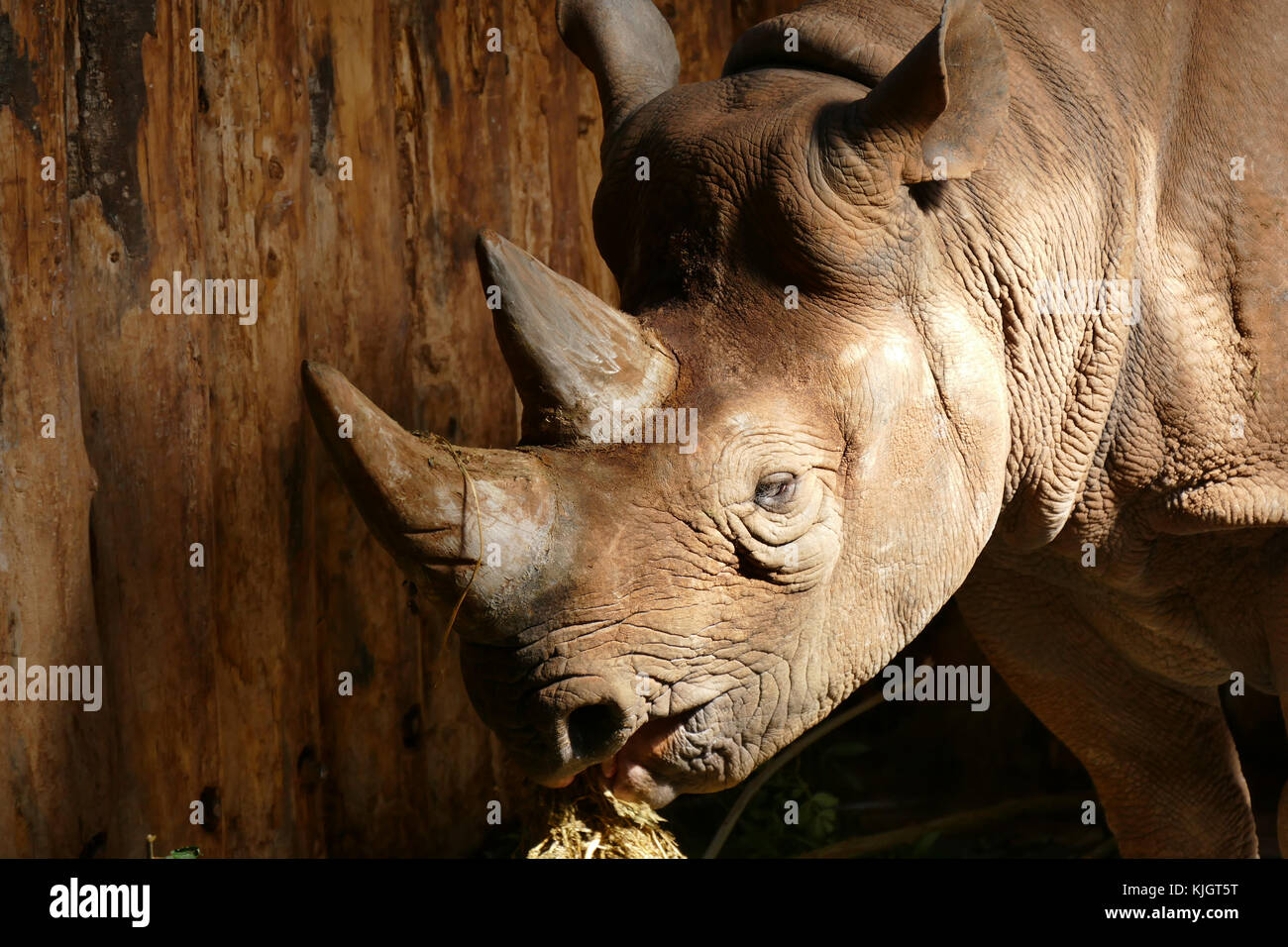 Schwarzer Rhinoceros Stockfoto