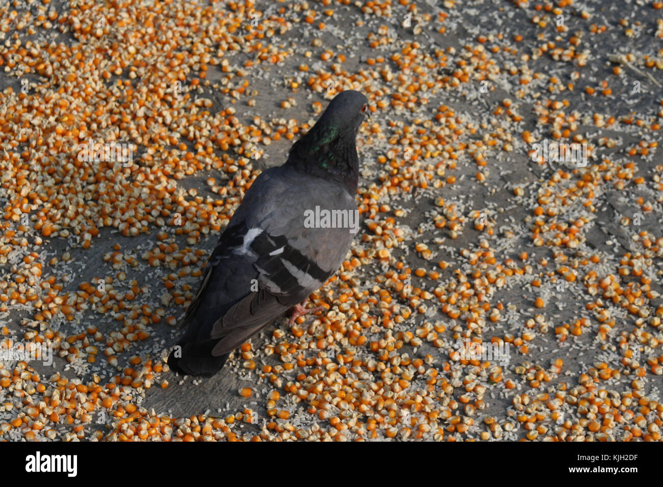 Srinagar, Kashmir. 24 Nov, 2017. tauben Reis corn flakes Futtermittel durch Leute essen. Am 5. Tag eid Milad-un-Nabi (Säge). Indien, ein Land, das Feste von allen Glauben umfasst feiert Eid-e-milad am 1. Dezember. Der Tag, dedizierte Muhammad Prophet, beobachtet die beiden Feier und Trauer. Der Tag ist im dritten Monat des islamischen Kalenders gefeiert namens Rabi' al-aawal. Credit: sofi Suhail/alamy leben Nachrichten Stockfoto