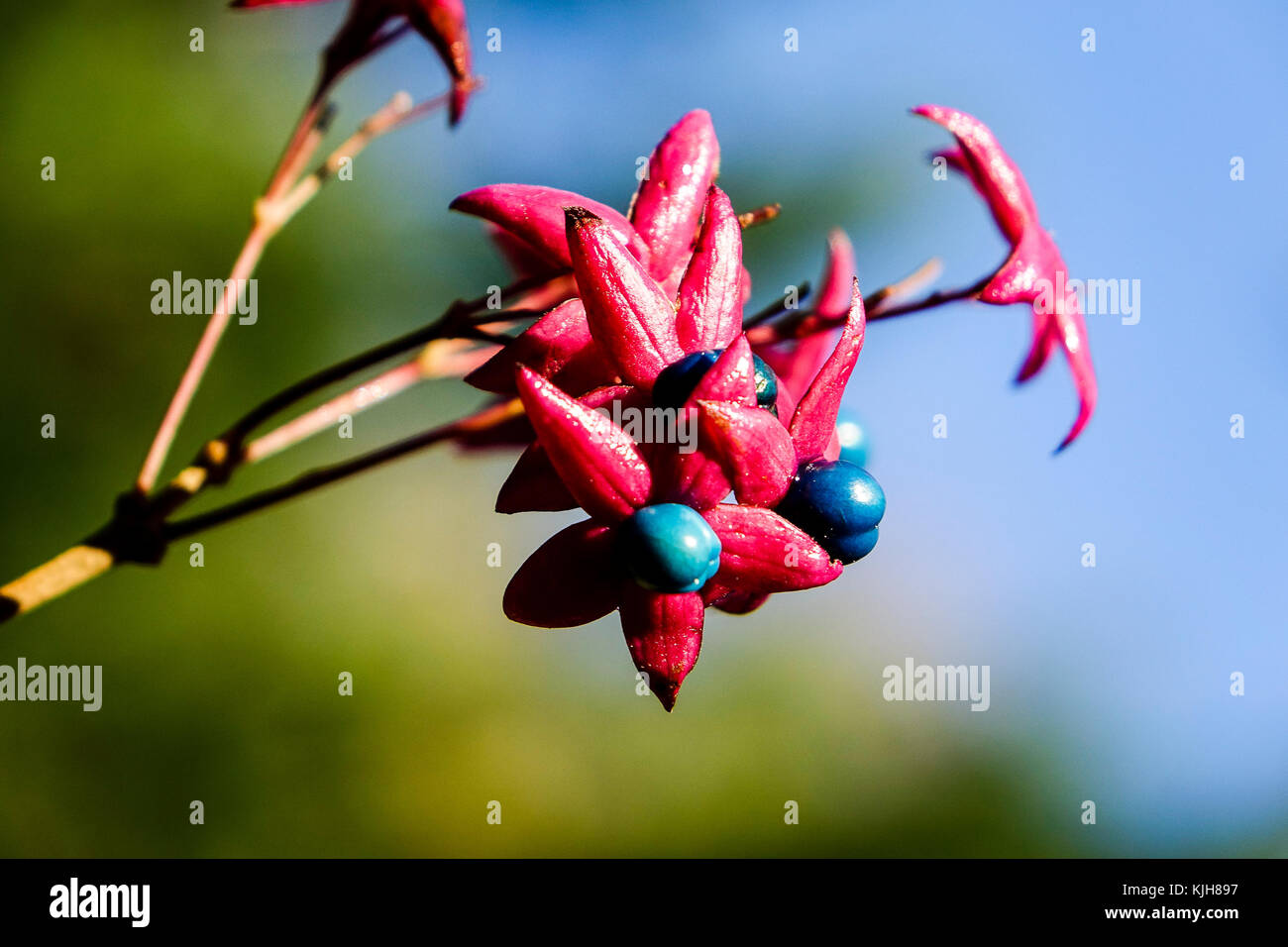 Winkworth Arboretum, godalming. 25. November 2017. Schwankende Temperaturen über Nacht led-Bedingungen über dem Haus Grafschaften zu eisig kalt aber sonnig Wetter Winkworth Arboretum, in der Nähe von Godalming, Surrey. Credit: James Jagger/alamy leben Nachrichten Stockfoto