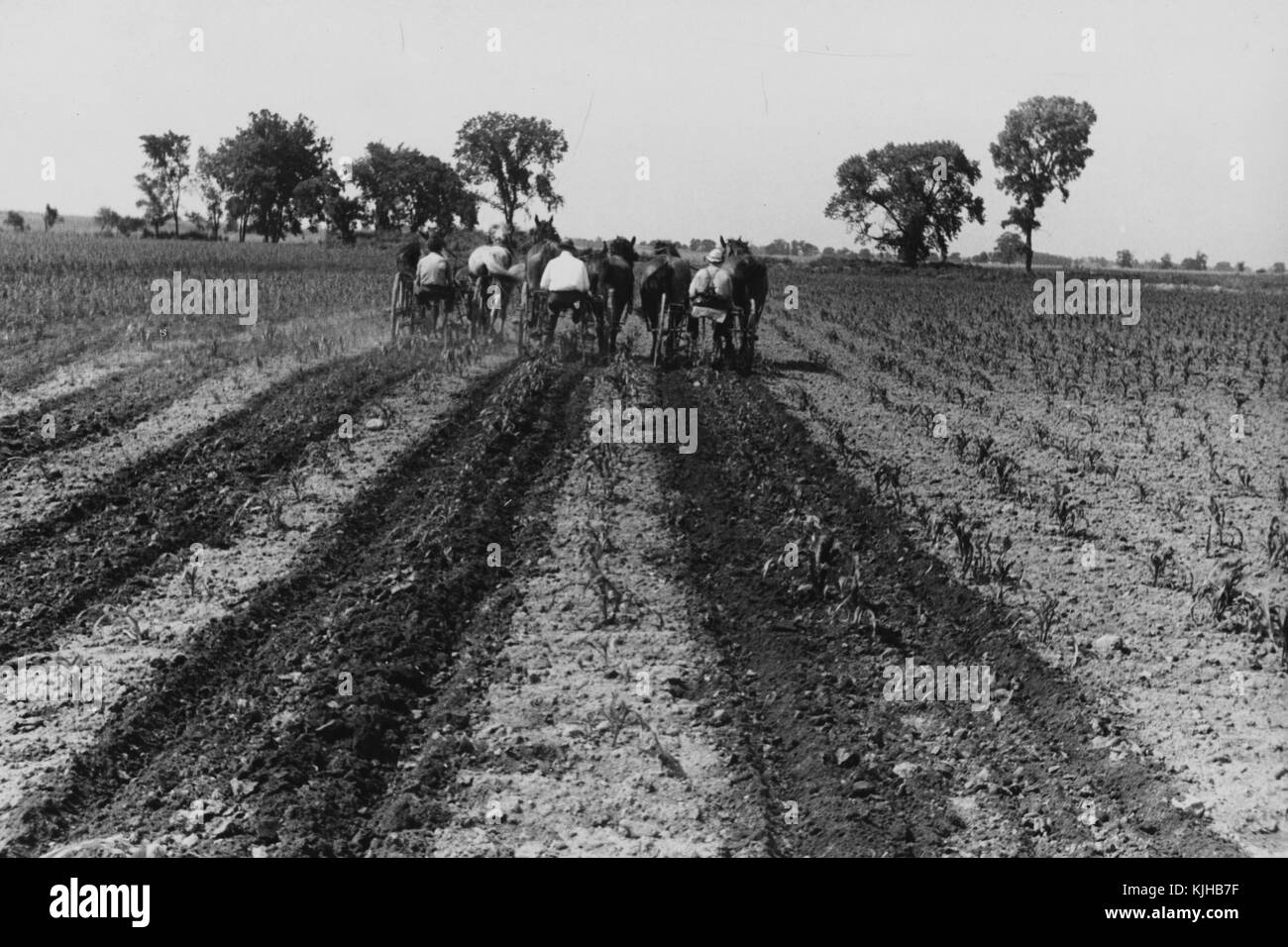 Ein Foto von drei Bauern, jeder Landwirt in Betrieb ist, Ihre eigenen Zwei- zeile Kultivator, um den Boden Mais wachsen vorzubereiten, die Landwirte jeweils durch ein Team von zwei Pferden gezogen, Bäume am Rand des Feldes stand sie Arbeiten, flaches Land und Felder auch weiterhin bei der Entfernung, Ohio, 1938. Von der New York Public Library. Stockfoto