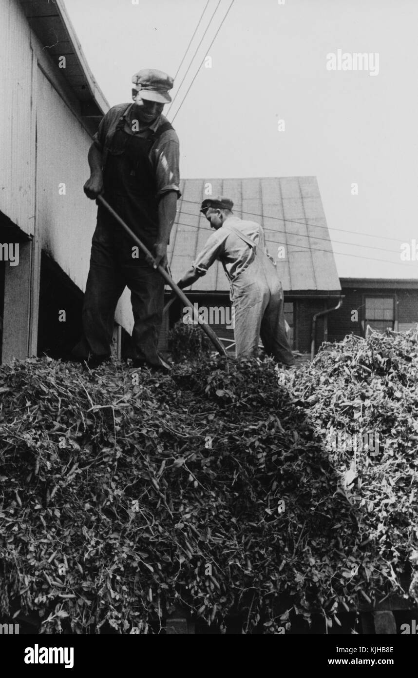 Ein Foto von zwei Männer tragen Overalls, Hemden und Mützen, stehend auf einem Haufen geerntete Erbsen, die Männer der Haufen arbeiten mit Handwerkzeugen, landwirtschaftlichen Gebäuden kann im Hintergrund, Ohio, 1938 gesehen werden. Von der New York Public Library. Stockfoto