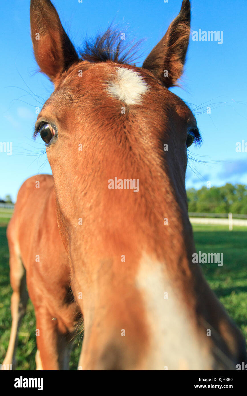 Nahaufnahme der neugierigen jungen Pferd, in der Nähe von Kamera Stockfoto