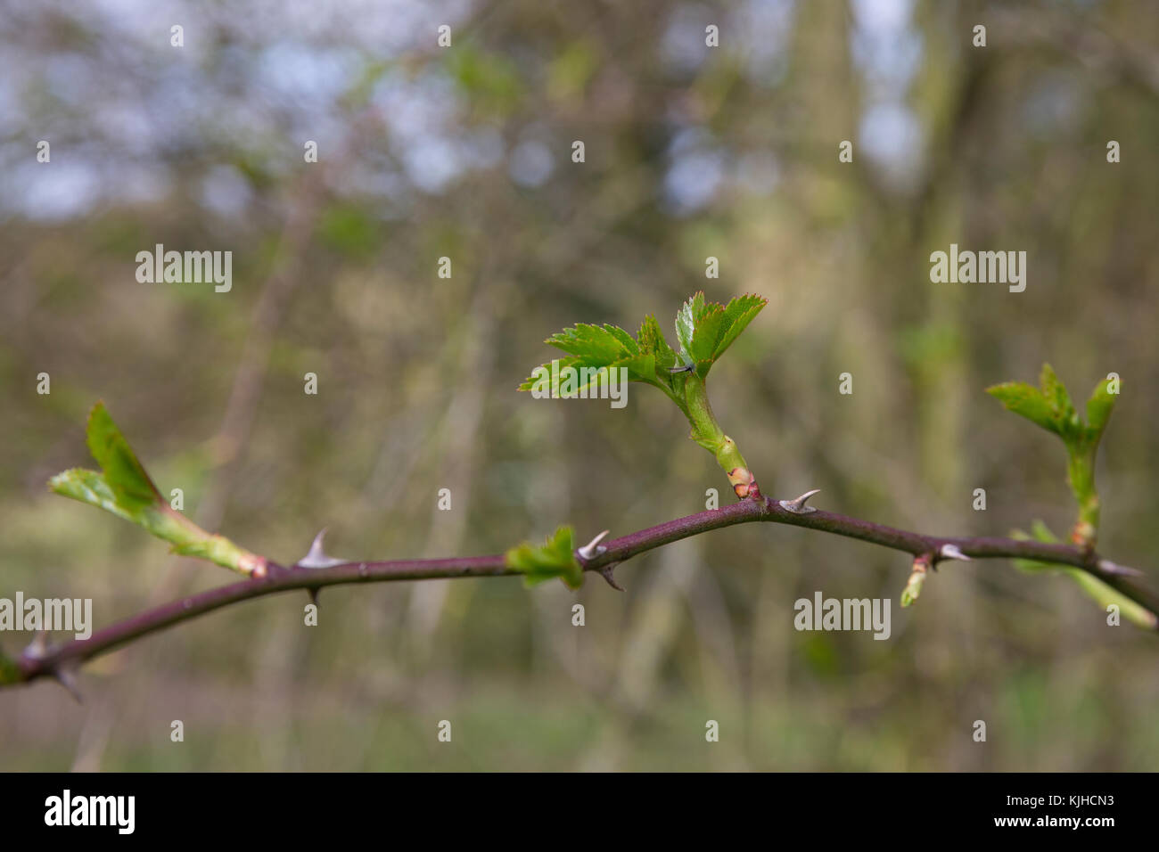 Hundsrose, Hundsrose, Heckenrose, Wildrose, junge Blätter, Blatt, Blattaustrieb, Rose, Rosa canina, Briar, Hunderose, Eglantier commun, Rosier Stockfoto