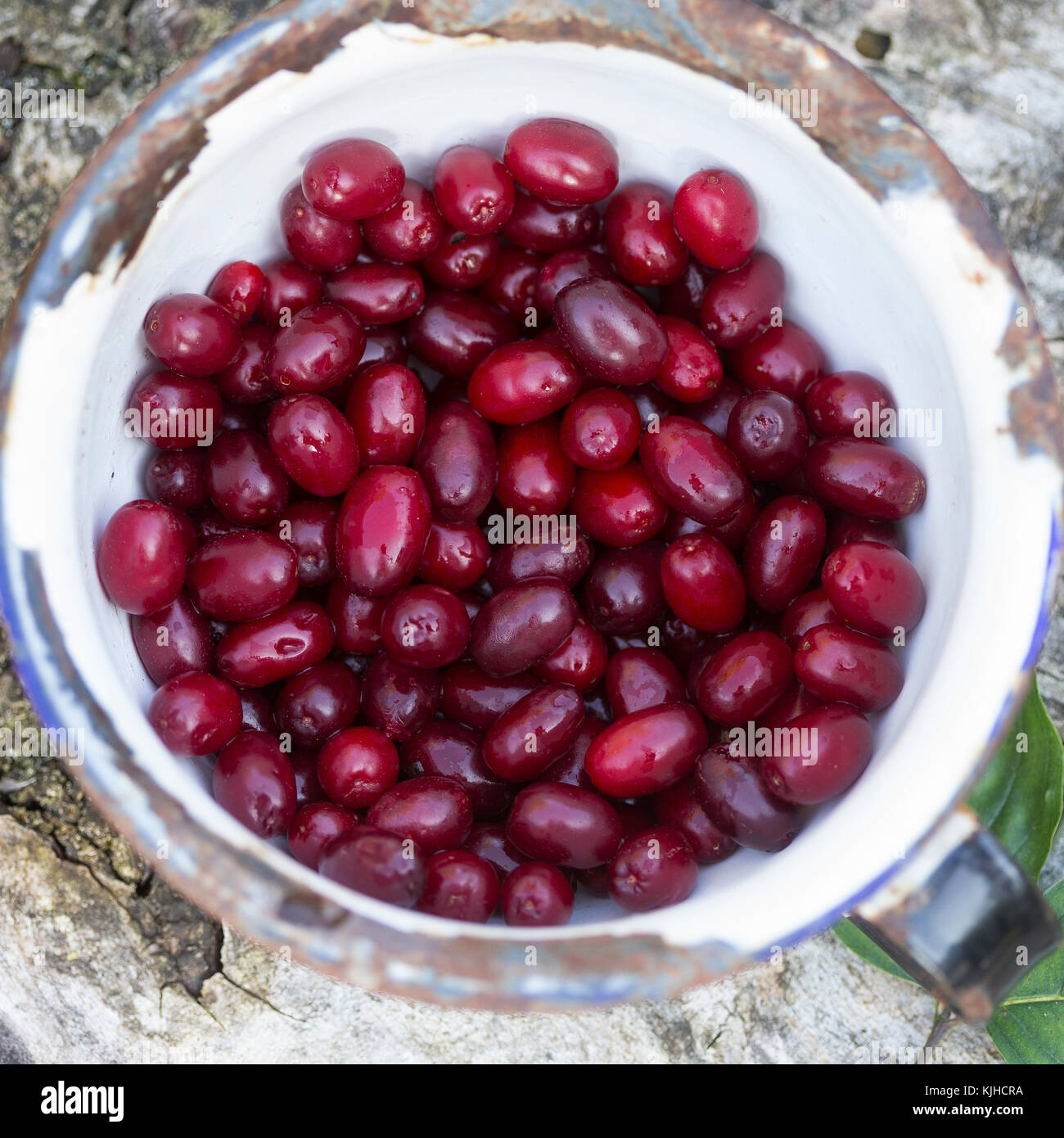 Kornelkirsche, Kornelkirschen, Ernte, Kornel-Kirsche, Kornellkirsche, Kornellkirschen, Kornel, Kornell, Frucht, Früchte, Cornus Mas, Carneol Kirsche, Stockfoto