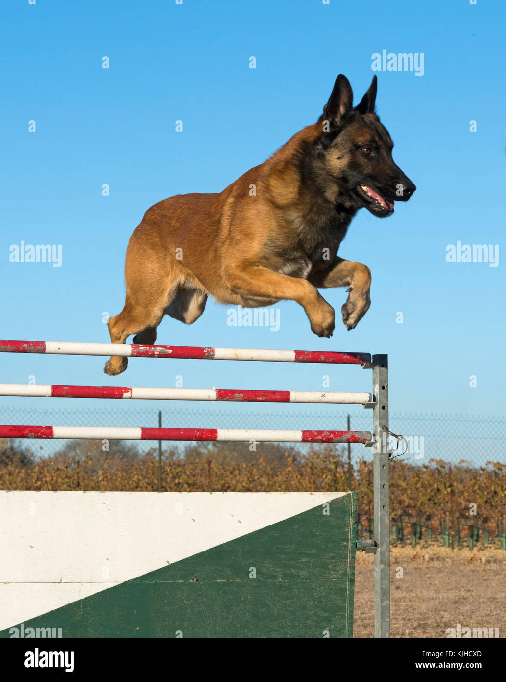 Fortbildung von Polizei Hund in der Natur Stockfoto