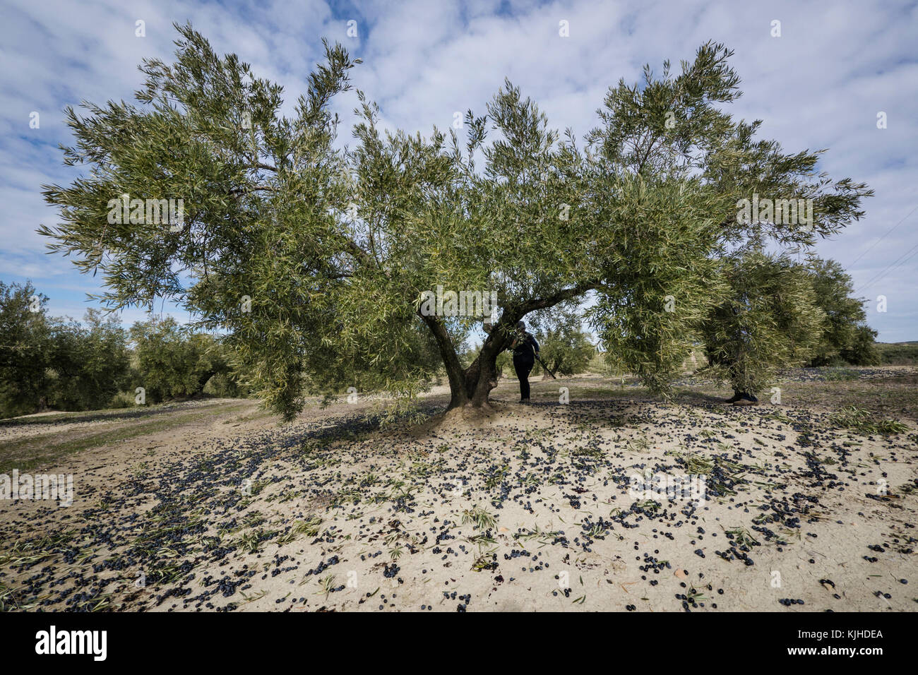 Ein Erntearbeiter stapelt verstreute Oliven auf dem Boden mit einer Luftblasmaschine Stockfoto
