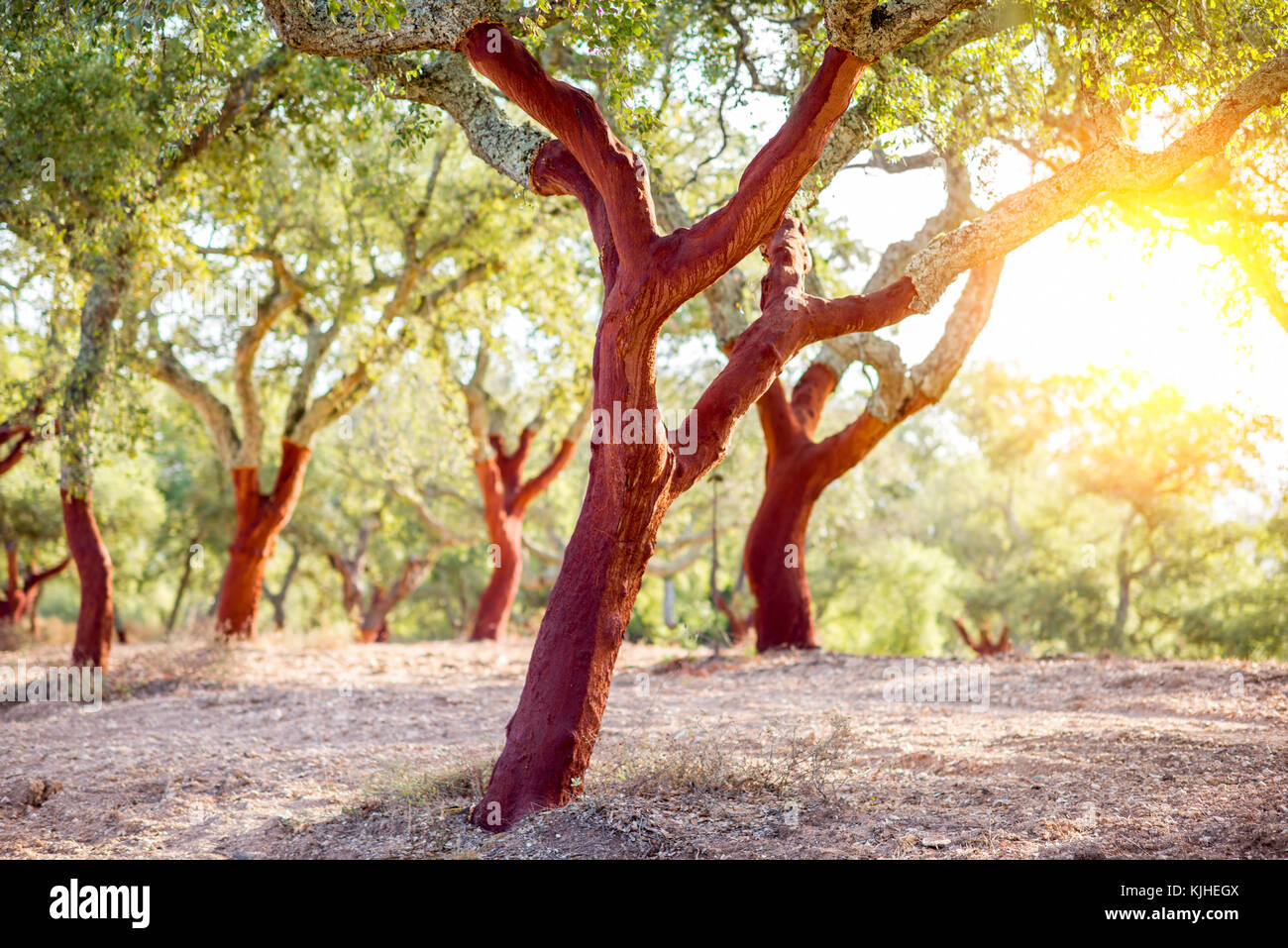 Korkeichen in Portugal Stockfoto