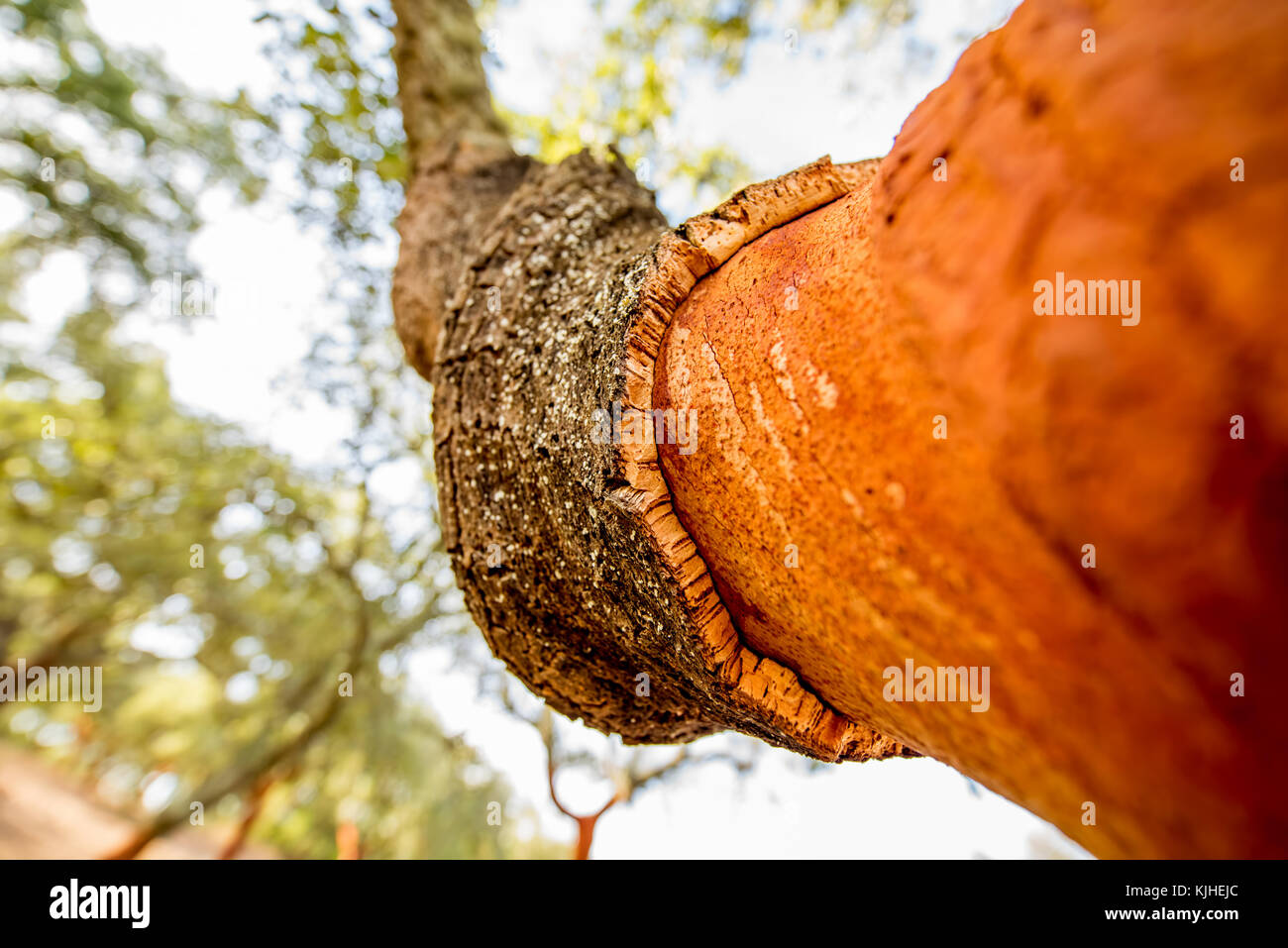 Eiche Baumrinde Stockfoto