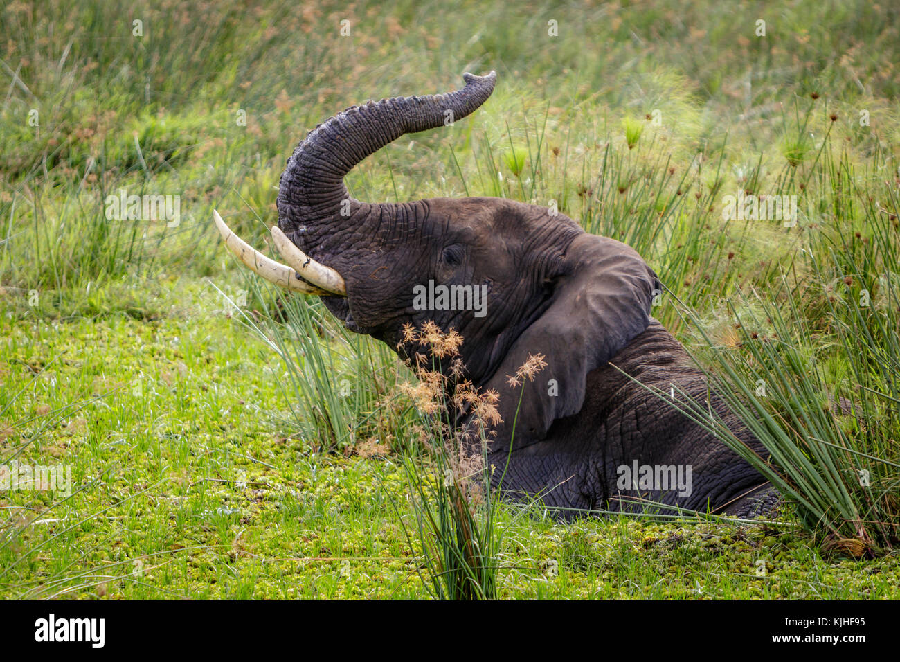 Eine große männliche Elefanten im Nil liegen und der Versuch, im Murchison Falls National Park in Uganda zu stehen. Schade, dieses Hotel, Lake Albert, ist endangere Stockfoto