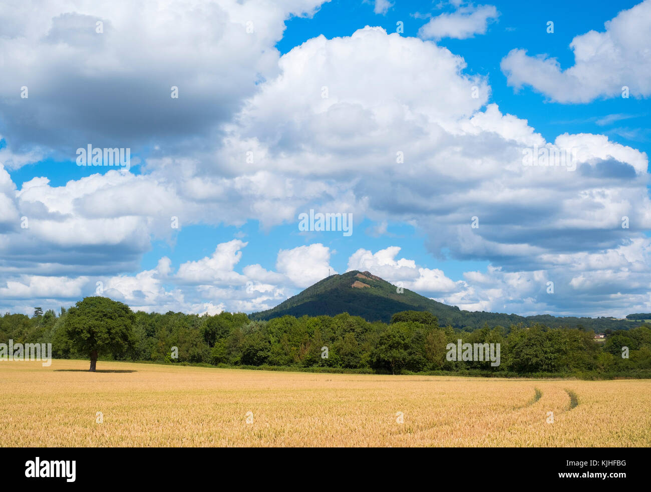 Bereich der Weizen unter dem wrekin Hügel, in der Nähe von Cressage, Shropshire, England, Großbritannien Stockfoto