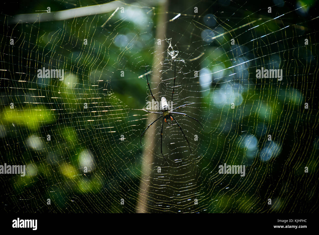 Golden-Seide weben orb Spider Stockfoto