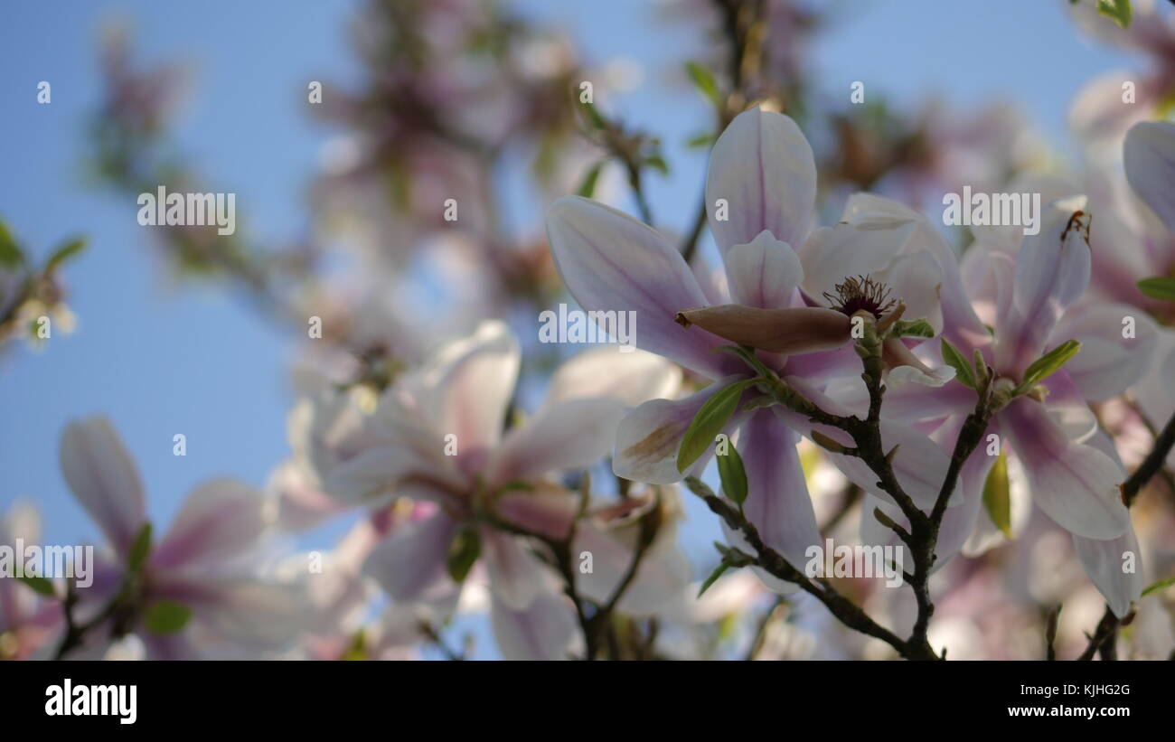 Lila und rosa Blüten im Frühling Stockfoto